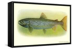 Sebago Salmon-null-Framed Stretched Canvas