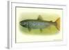 Sebago Salmon-null-Framed Art Print