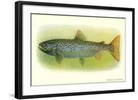 Sebago Salmon-null-Framed Art Print