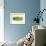 Sebago Salmon-null-Framed Art Print displayed on a wall