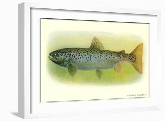 Sebago Salmon-null-Framed Art Print