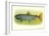 Sebago Salmon-null-Framed Art Print