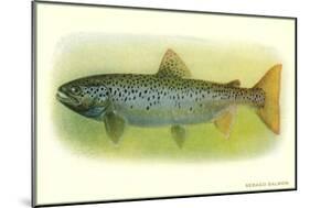 Sebago Salmon-null-Mounted Art Print