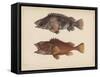 Sebastes Marmoratus, 1855-H. Patterson-Framed Stretched Canvas