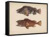 Sebastes Marmoratus, 1855-H. Patterson-Framed Stretched Canvas