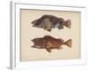 Sebastes Marmoratus, 1855-H. Patterson-Framed Giclee Print