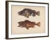 Sebastes Marmoratus, 1855-H. Patterson-Framed Giclee Print