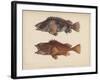 Sebastes Marmoratus, 1855-H. Patterson-Framed Giclee Print