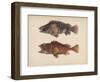 Sebastes Marmoratus, 1855-H. Patterson-Framed Giclee Print