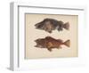 Sebastes Marmoratus, 1855-H. Patterson-Framed Giclee Print