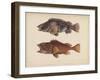 Sebastes Marmoratus, 1855-H. Patterson-Framed Giclee Print