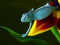 Chameleons Belong to One of the Best known Lizard Families.-Sebastian Duda-Photographic Print