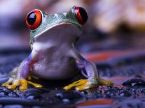 Frog-Sebastian Duda-Laminated Photographic Print