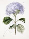 Hydrangea Ottaksa, C.1835-70-Sebastian Minsinger-Giclee Print