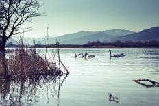 Swans-Sebastian RADU-Framed Photographic Print