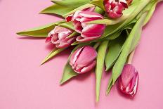 Bouquet, Tulips, Pink, Flowers, Table-Sebastian Scheuerecker-Photographic Print