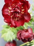 Red Peonies-Sebastian Vogt-Stretched Canvas