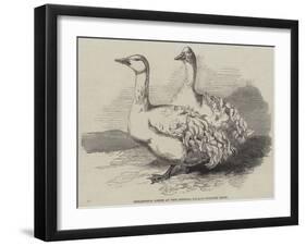 Sebastopol Geese at the Crystal Palace Poultry Show-Harrison William Weir-Framed Giclee Print