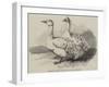 Sebastopol Geese at the Crystal Palace Poultry Show-Harrison William Weir-Framed Giclee Print