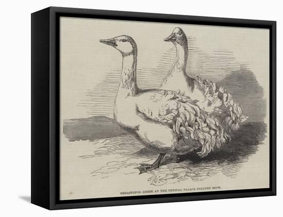 Sebastopol Geese at the Crystal Palace Poultry Show-Harrison William Weir-Framed Stretched Canvas