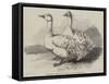 Sebastopol Geese at the Crystal Palace Poultry Show-Harrison William Weir-Framed Stretched Canvas