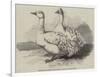 Sebastopol Geese at the Crystal Palace Poultry Show-Harrison William Weir-Framed Giclee Print