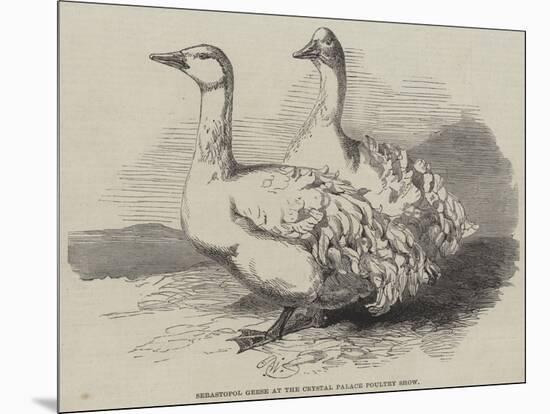 Sebastopol Geese at the Crystal Palace Poultry Show-Harrison William Weir-Mounted Giclee Print