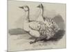 Sebastopol Geese at the Crystal Palace Poultry Show-Harrison William Weir-Mounted Giclee Print