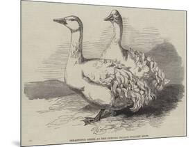 Sebastopol Geese at the Crystal Palace Poultry Show-Harrison William Weir-Mounted Giclee Print