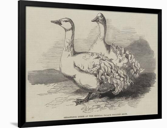 Sebastopol Geese at the Crystal Palace Poultry Show-Harrison William Weir-Framed Giclee Print