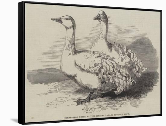 Sebastopol Geese at the Crystal Palace Poultry Show-Harrison William Weir-Framed Stretched Canvas