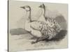 Sebastopol Geese at the Crystal Palace Poultry Show-Harrison William Weir-Stretched Canvas