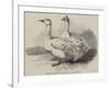 Sebastopol Geese at the Crystal Palace Poultry Show-Harrison William Weir-Framed Giclee Print