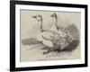 Sebastopol Geese at the Crystal Palace Poultry Show-Harrison William Weir-Framed Giclee Print