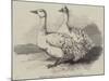 Sebastopol Geese at the Crystal Palace Poultry Show-Harrison William Weir-Mounted Giclee Print