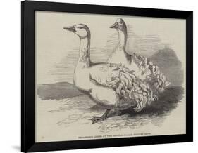 Sebastopol Geese at the Crystal Palace Poultry Show-Harrison William Weir-Framed Giclee Print