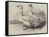 Sebastopol Geese at the Crystal Palace Poultry Show-Harrison William Weir-Framed Stretched Canvas