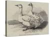 Sebastopol Geese at the Crystal Palace Poultry Show-Harrison William Weir-Stretched Canvas