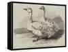 Sebastopol Geese at the Crystal Palace Poultry Show-Harrison William Weir-Framed Stretched Canvas