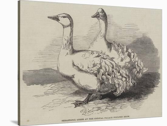 Sebastopol Geese at the Crystal Palace Poultry Show-Harrison William Weir-Stretched Canvas