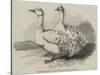Sebastopol Geese at the Crystal Palace Poultry Show-Harrison William Weir-Stretched Canvas