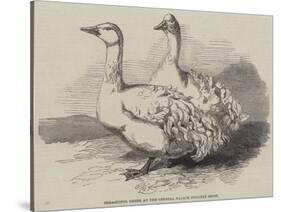 Sebastopol Geese at the Crystal Palace Poultry Show-Harrison William Weir-Stretched Canvas