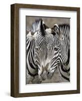 Sebras on Earth Day, Franklin Park Zoo, Boston, Massachussets-Michael Dwyer-Framed Photographic Print