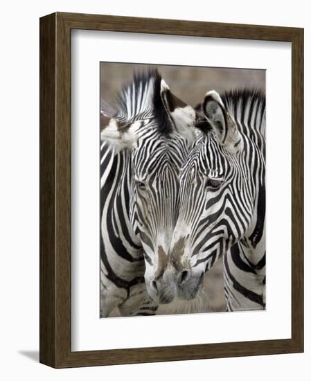 Sebras on Earth Day, Franklin Park Zoo, Boston, Massachussets-Michael Dwyer-Framed Photographic Print