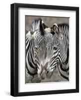 Sebras on Earth Day, Franklin Park Zoo, Boston, Massachussets-Michael Dwyer-Framed Photographic Print