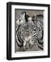 Sebras on Earth Day, Franklin Park Zoo, Boston, Massachussets-Michael Dwyer-Framed Photographic Print