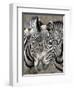 Sebras on Earth Day, Franklin Park Zoo, Boston, Massachussets-Michael Dwyer-Framed Photographic Print