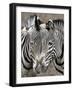 Sebras on Earth Day, Franklin Park Zoo, Boston, Massachussets-Michael Dwyer-Framed Photographic Print