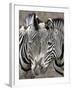 Sebras on Earth Day, Franklin Park Zoo, Boston, Massachussets-Michael Dwyer-Framed Photographic Print