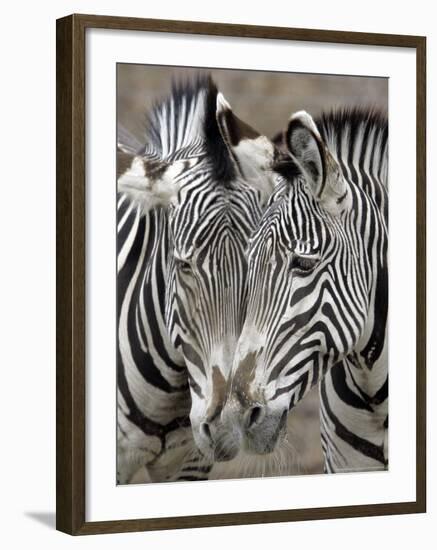 Sebras on Earth Day, Franklin Park Zoo, Boston, Massachussets-Michael Dwyer-Framed Photographic Print